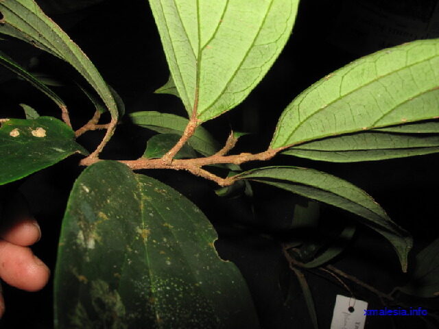 Ryparosa kostermansii