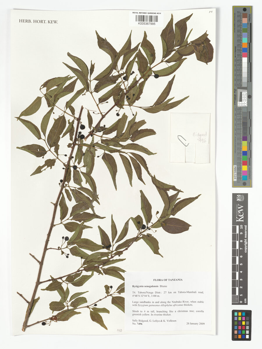 Rytigynia senegalensis — photo