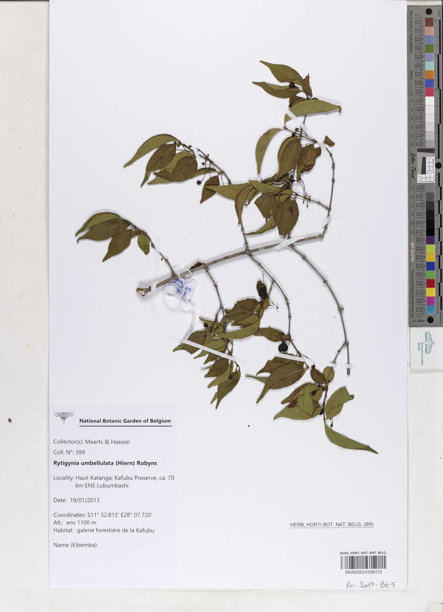 Rytigynia senegalensis