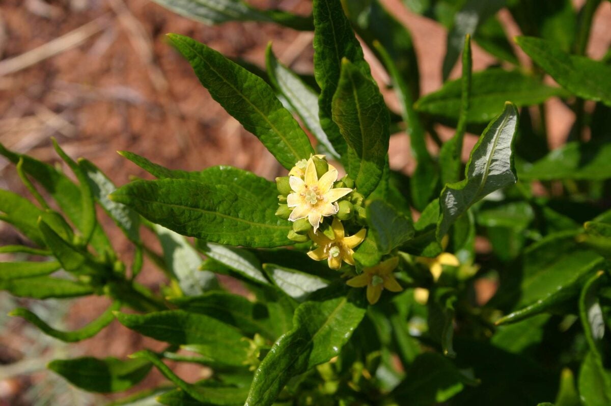 Rytigynia tomentosa