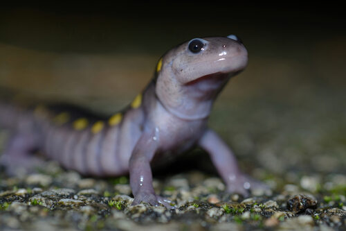 Saba senegalensis (Saba) — photo