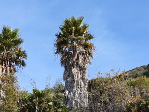 Sabal uresana (Palma blanca) — photo