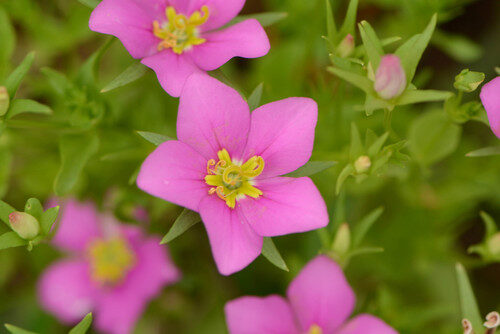 Sabatia campestris (Prairie Rose Gentian) — photo
