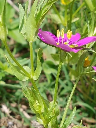 Sabatia campestris (Prairie Rose Gentian) — photo