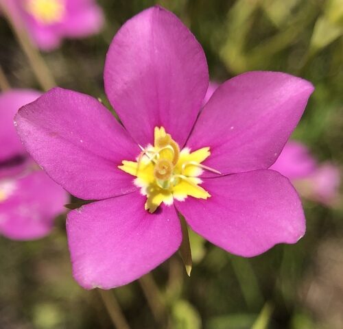 Sabatia campestris