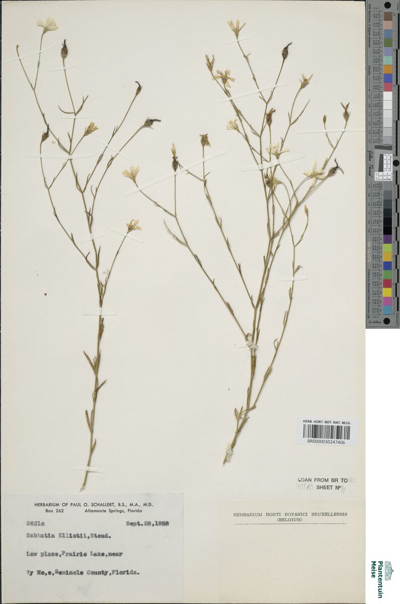 Sabatia elliotii — photo