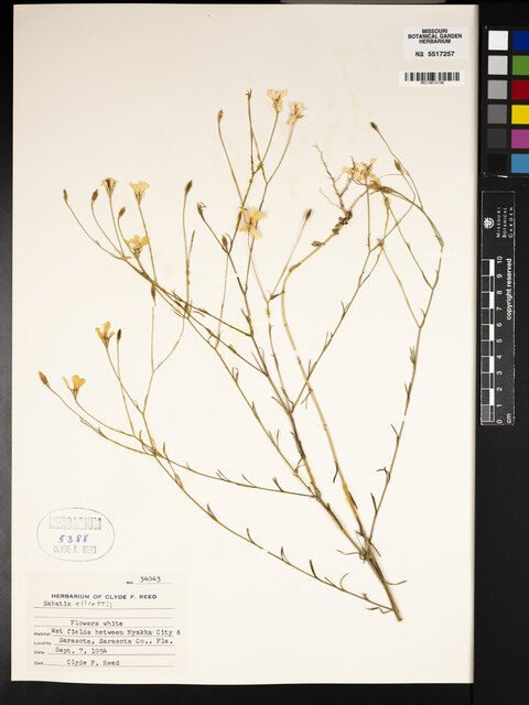 Sabatia elliotii — photo