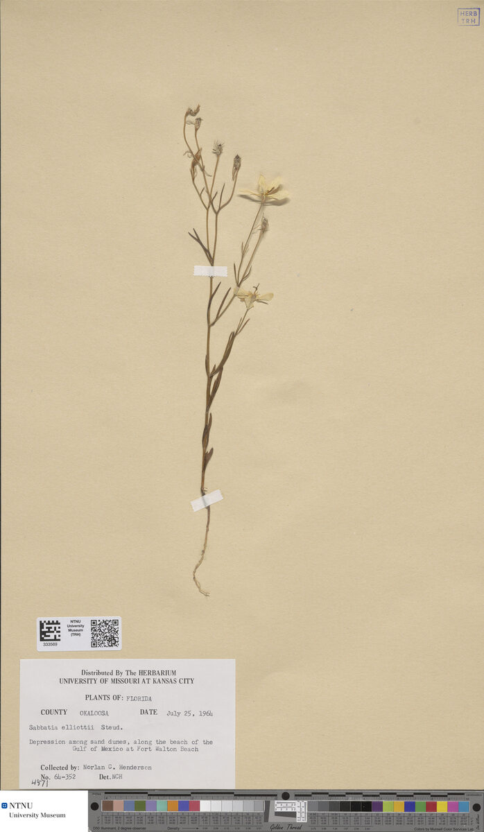Sabatia elliotii