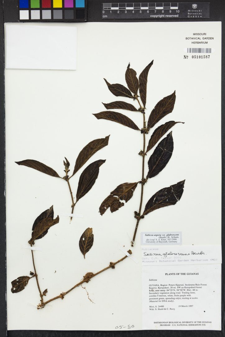 Sabicea glabrescens — photo