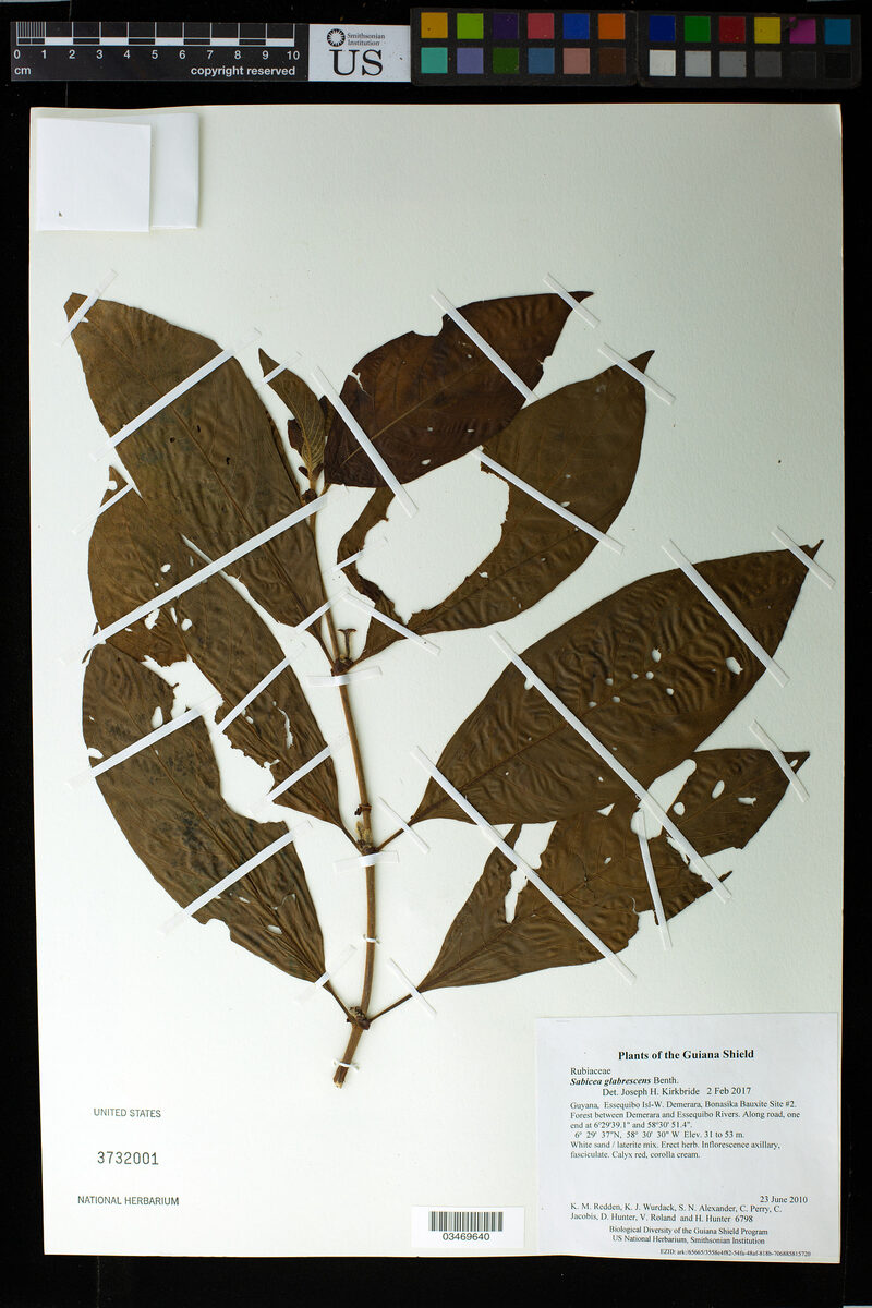 Sabicea glabrescens