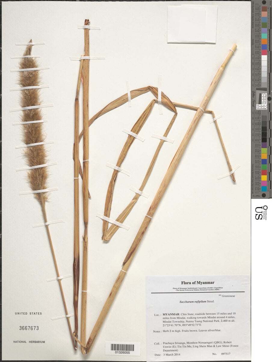 Saccharum rufipilum (Pilu) — photo
