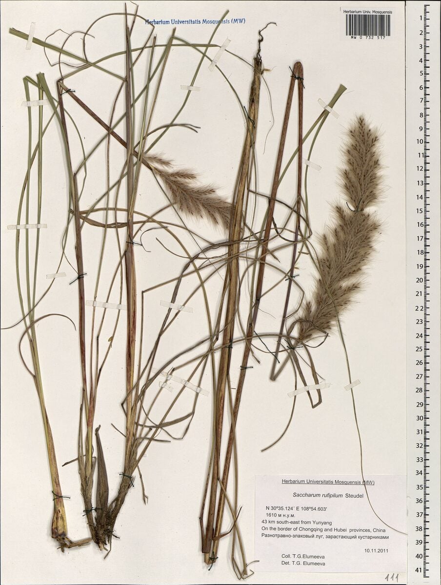 Saccharum rufipilum (Pilu) — photo