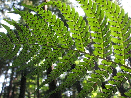 Saccharum rufipilum