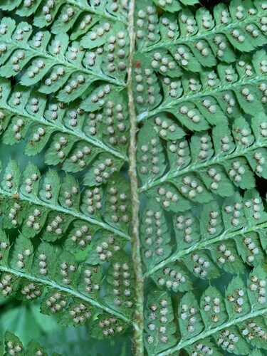 Saccharum rufipilum (Pilu) — photo