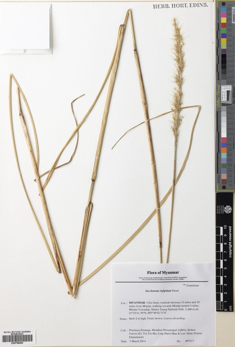 Saccharum rufipilum (Pilu) — photo