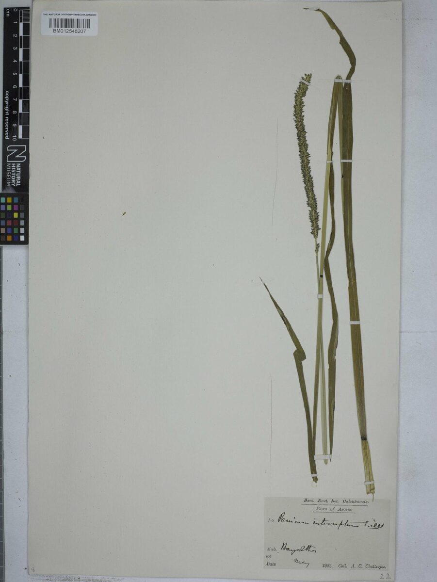 Sacciolepis interrupta — photo