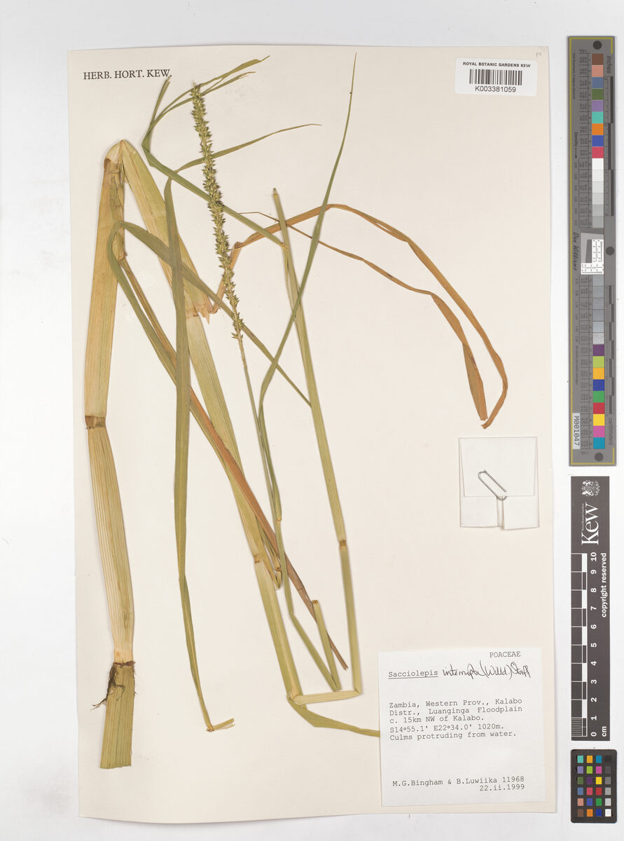 Sacciolepis interrupta — photo