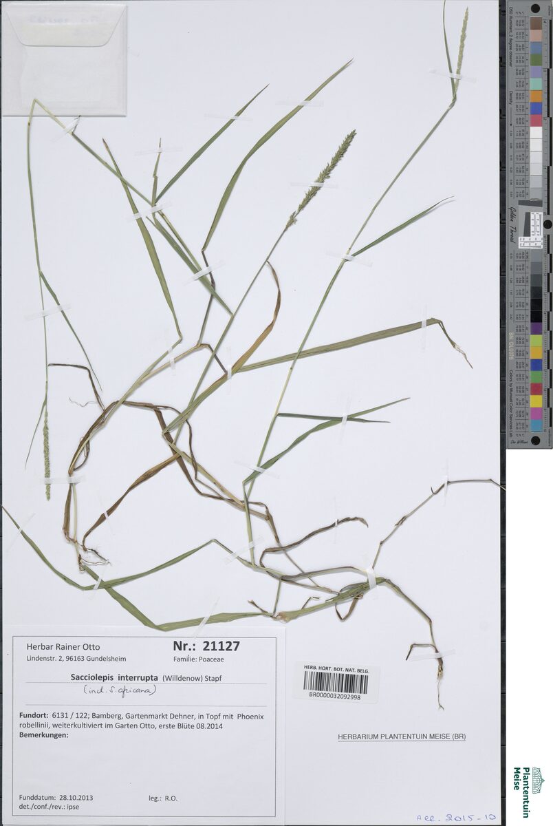 Sacciolepis interrupta