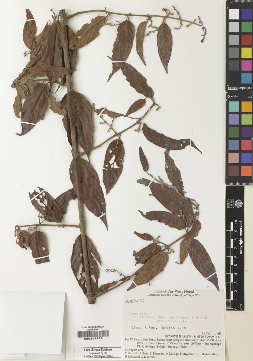 Sageretia filiformis — photo