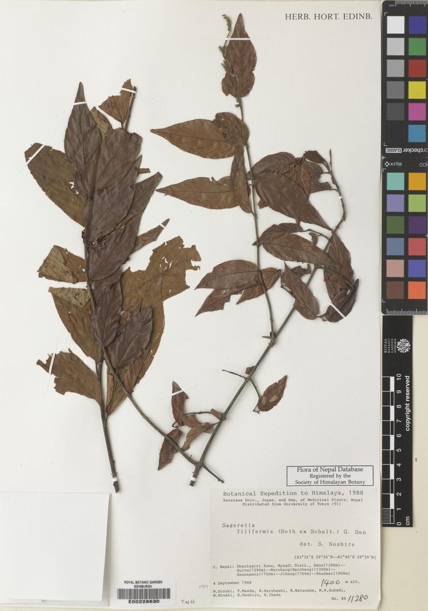 Sageretia filiformis — photo