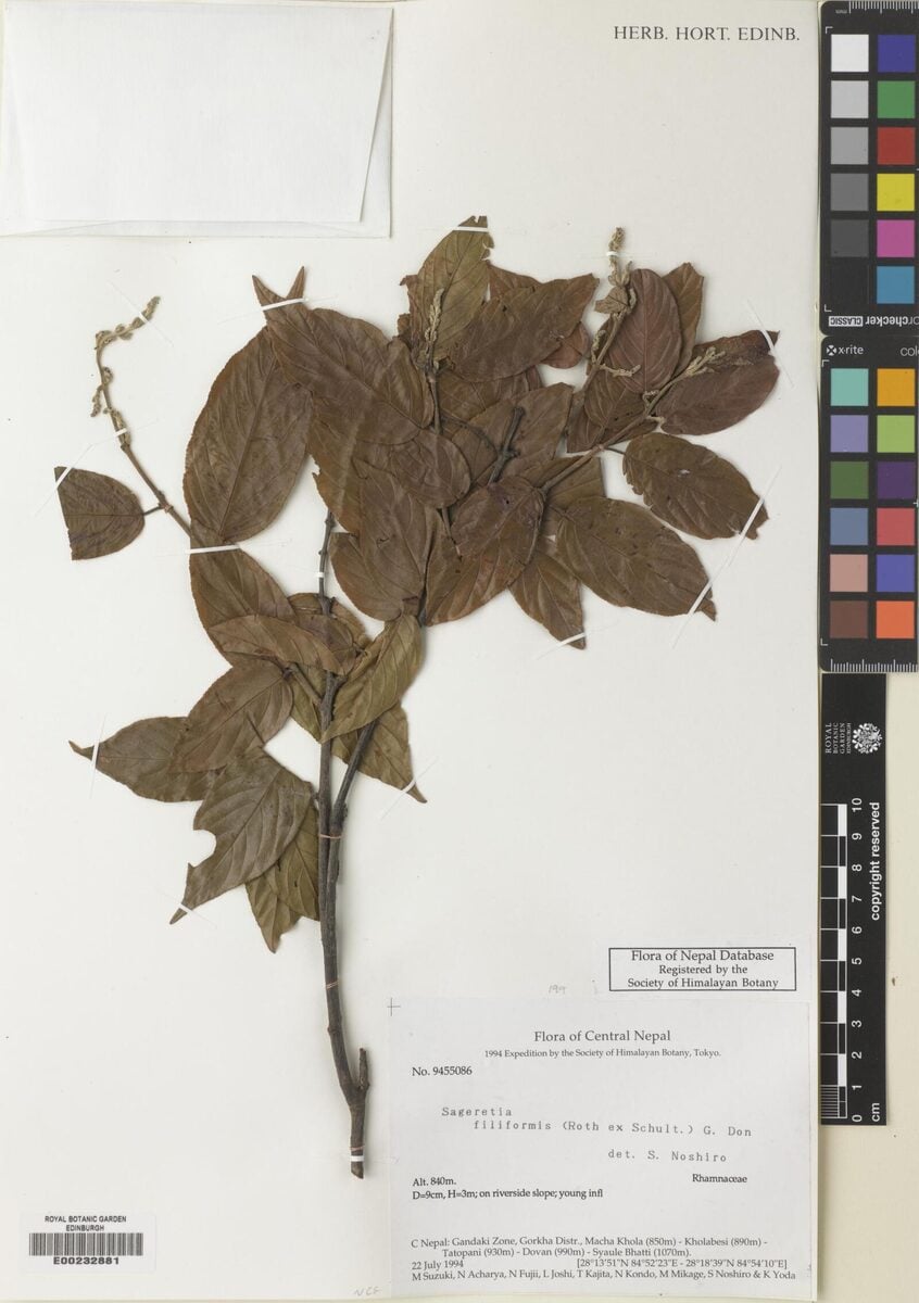 Sageretia filiformis