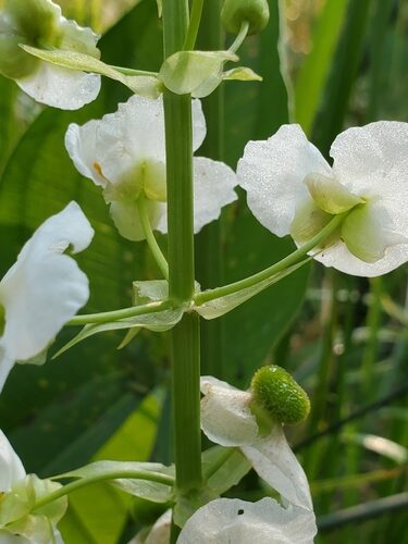Sagittaria brevirostra (Short-beak Arrowhead) — photo
