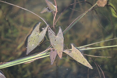 Sagittaria cuneata (Wapato) — photo