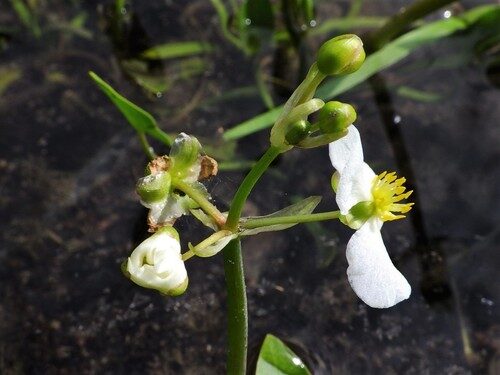 Sagittaria cuneata (Wapato) — photo