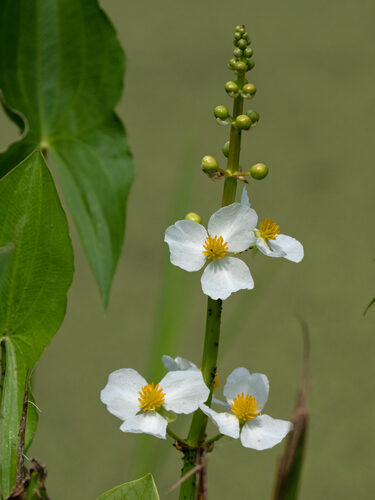 Sagittaria sagittifolia (Arrowhead) — photo