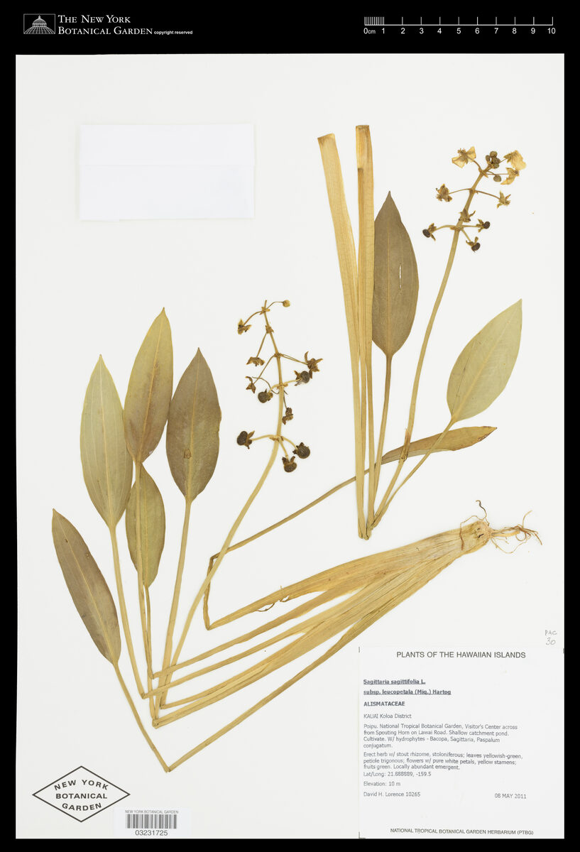 Sagittaria sagittifolia leucopetala - (Miq.)Hartog. — photo