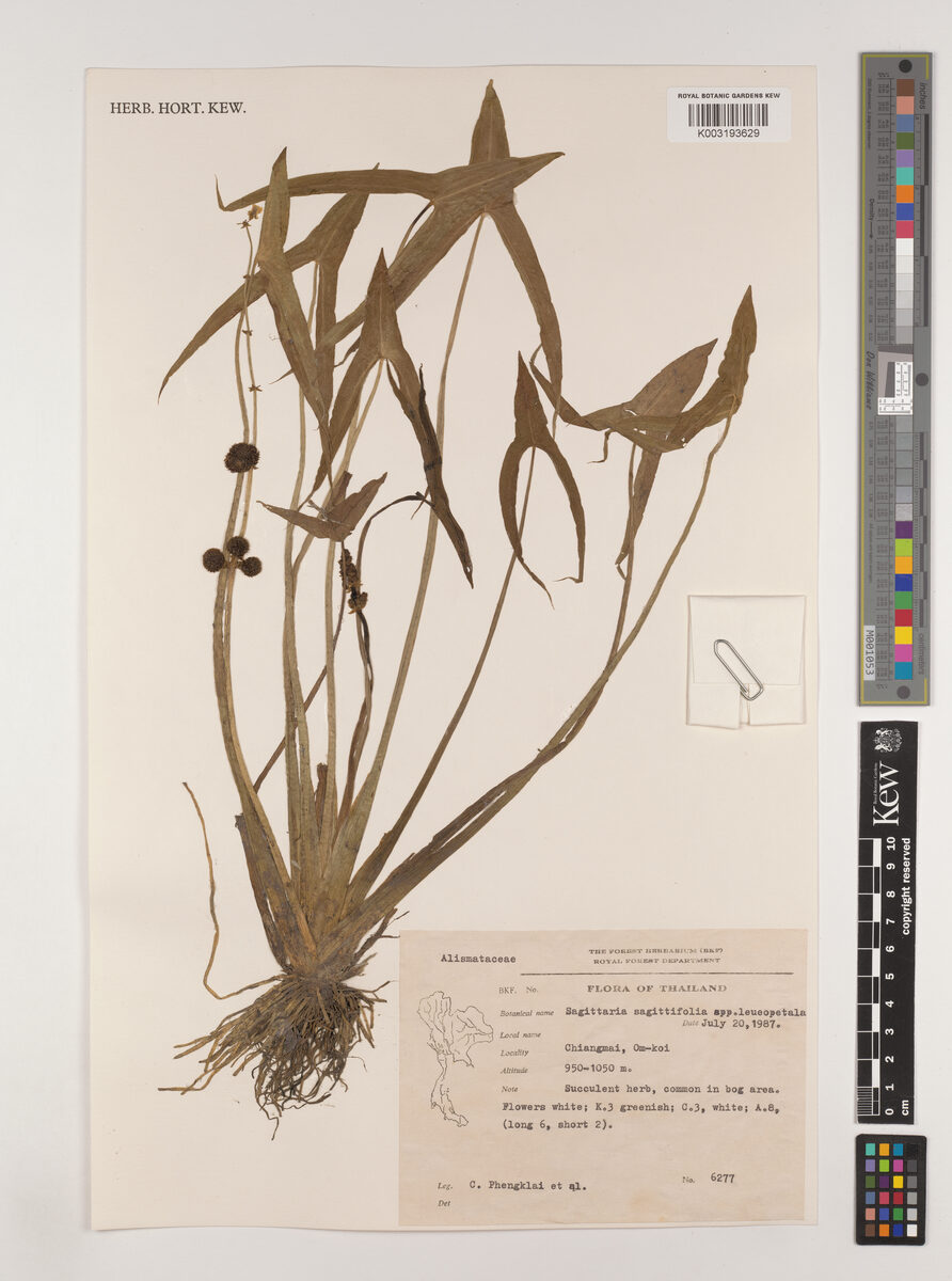 Sagittaria sagittifolia leucopetala - (Miq.)Hartog. — photo