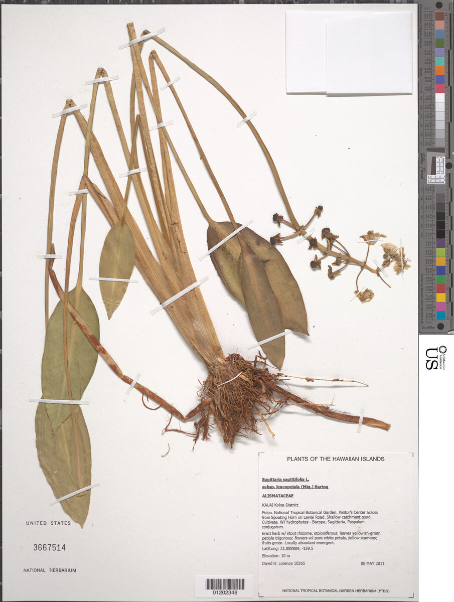 Sagittaria sagittifolia leucopetala - (Miq.)Hartog.
