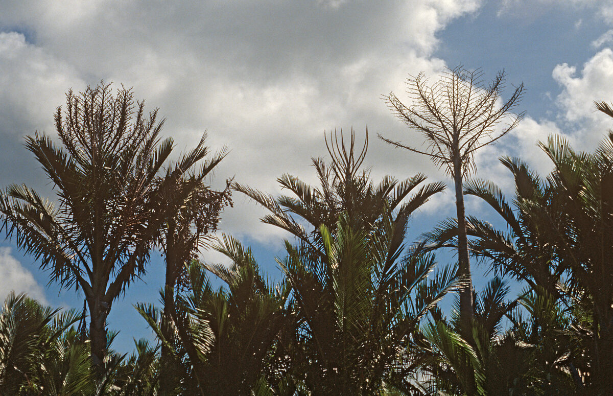 Sagus laevis