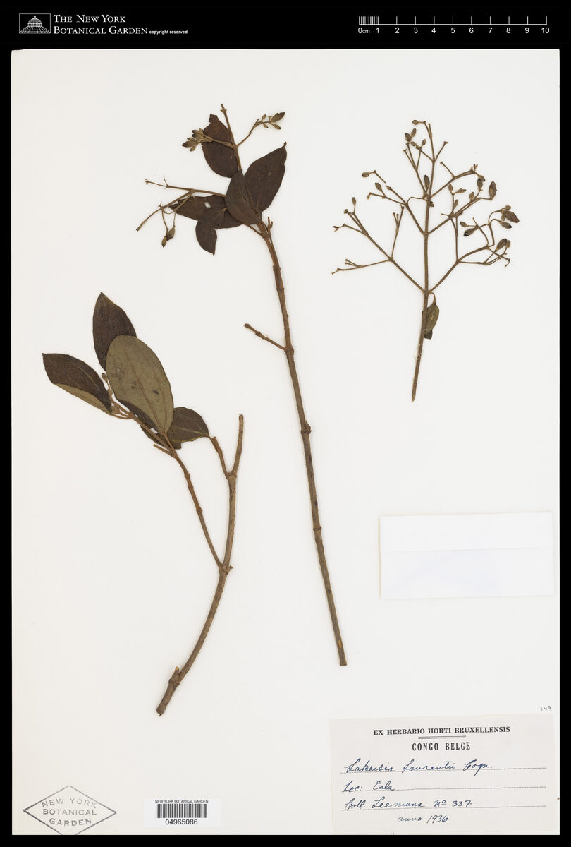 Sakersia laurentii — photo