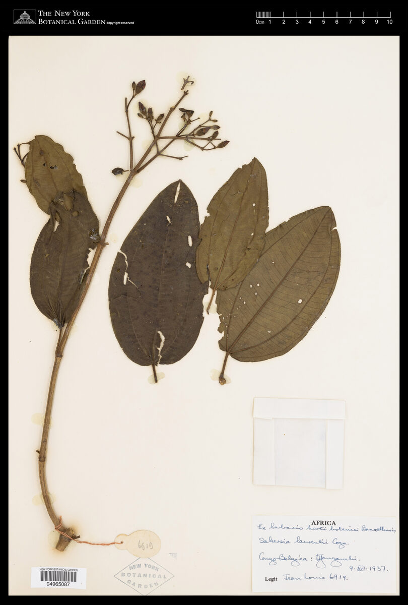 Sakersia laurentii