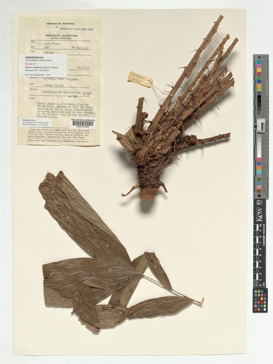 Salacca acehensis — photo