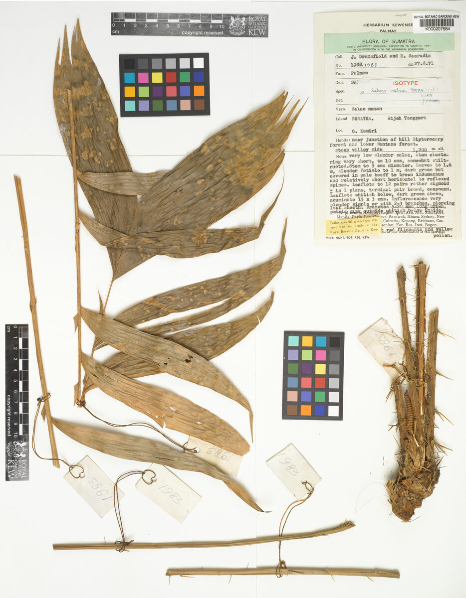 Salacca acehensis — photo