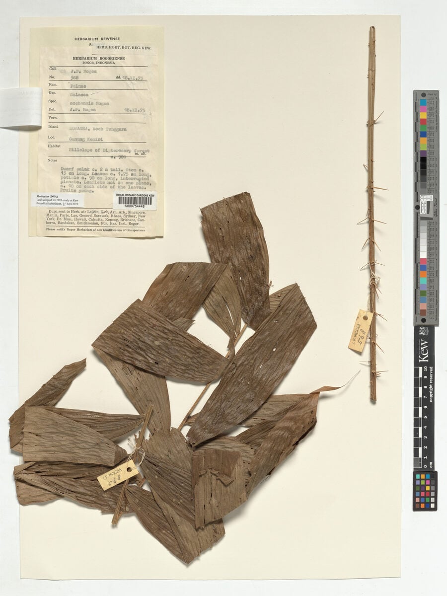 Salacca acehensis