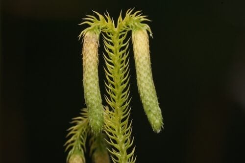 Salacca glabrescens