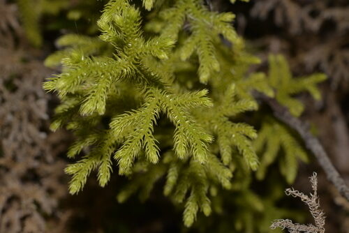 Salacca glabrescens (Salak) — photo