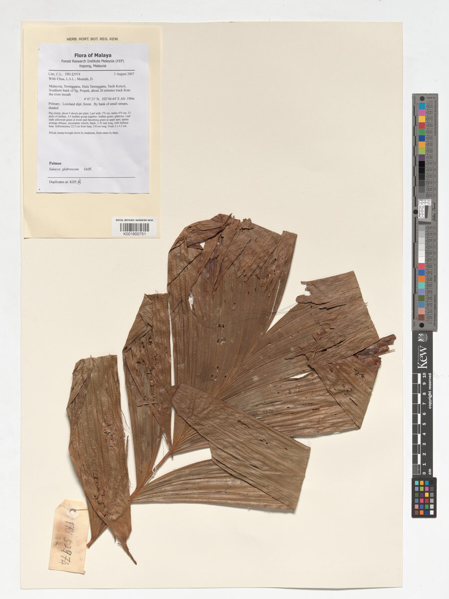Salacca glabrescens (Salak) — photo