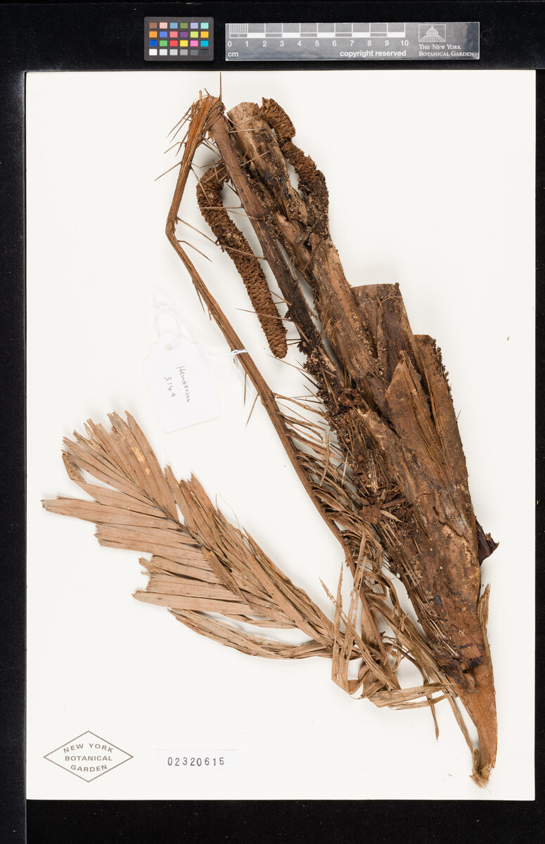 Salacca secunda — photo