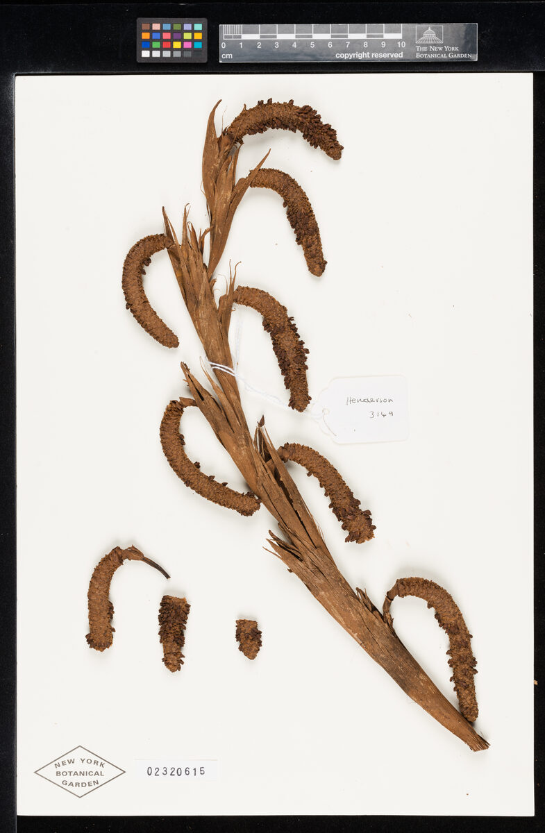 Salacca secunda