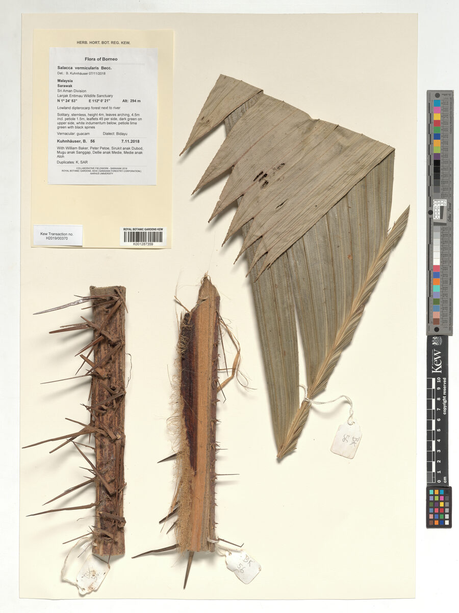 Salacca vermicularis (Lamaying) — photo