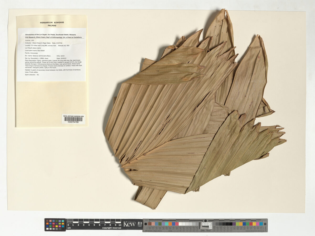 Salacca vermicularis (Lamaying) — photo