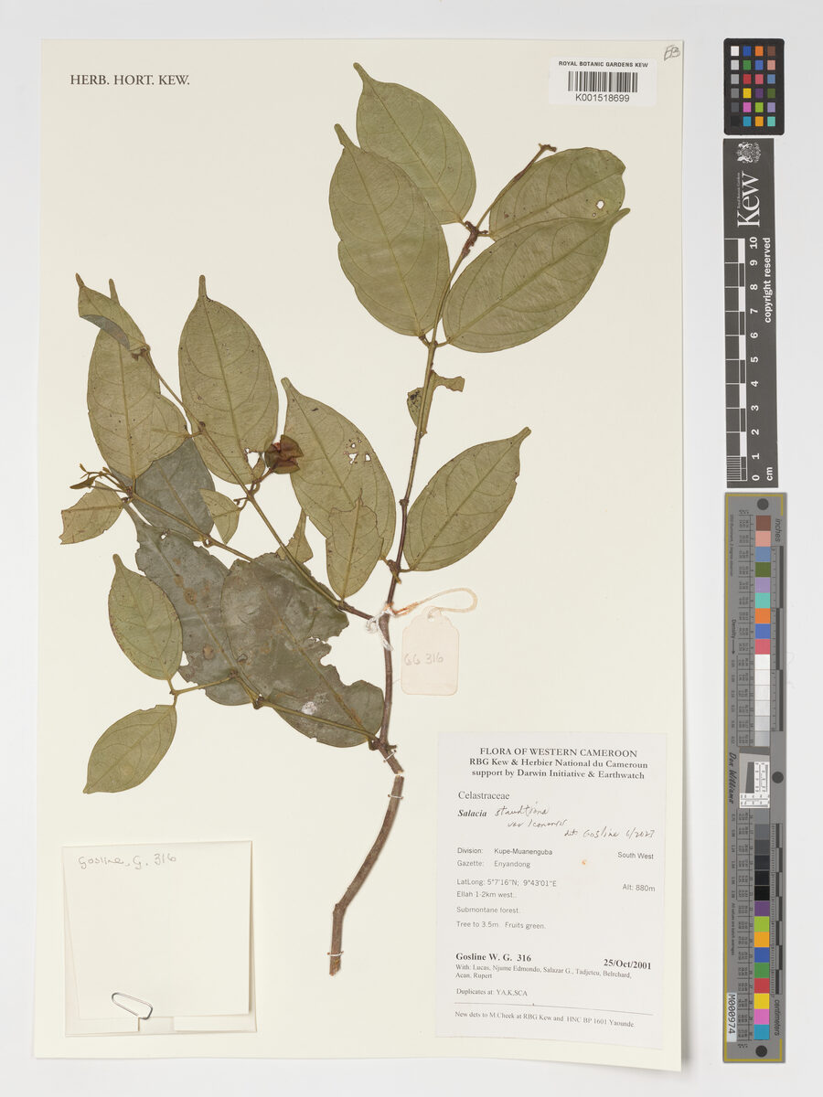 Salacia caillei — photo