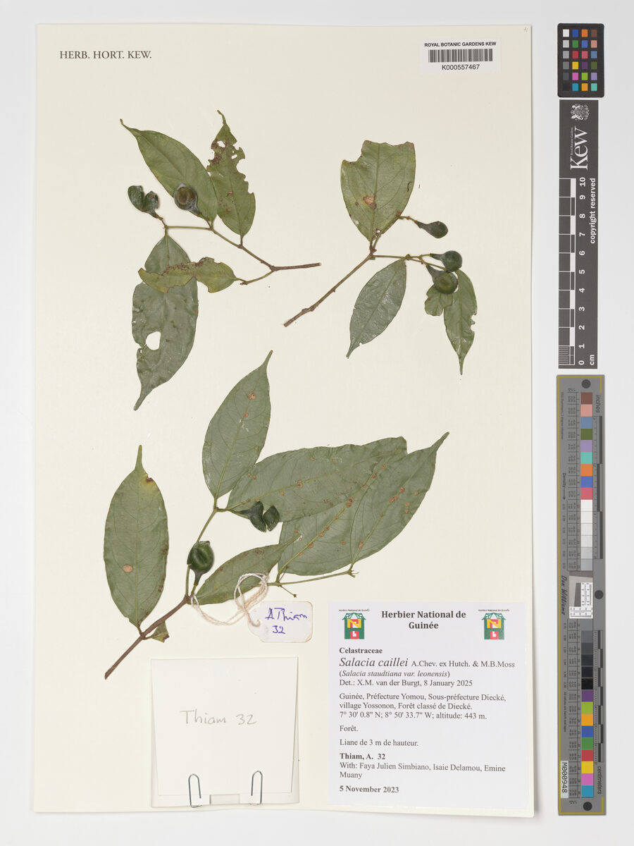 Salacia caillei