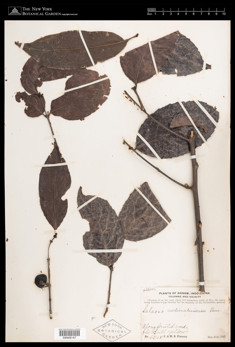 Salacia cochinchinensis — photo