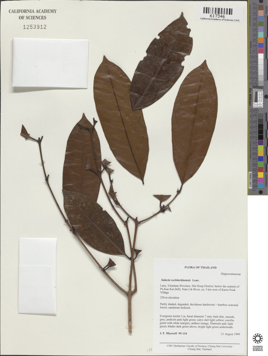 Salacia cochinchinensis