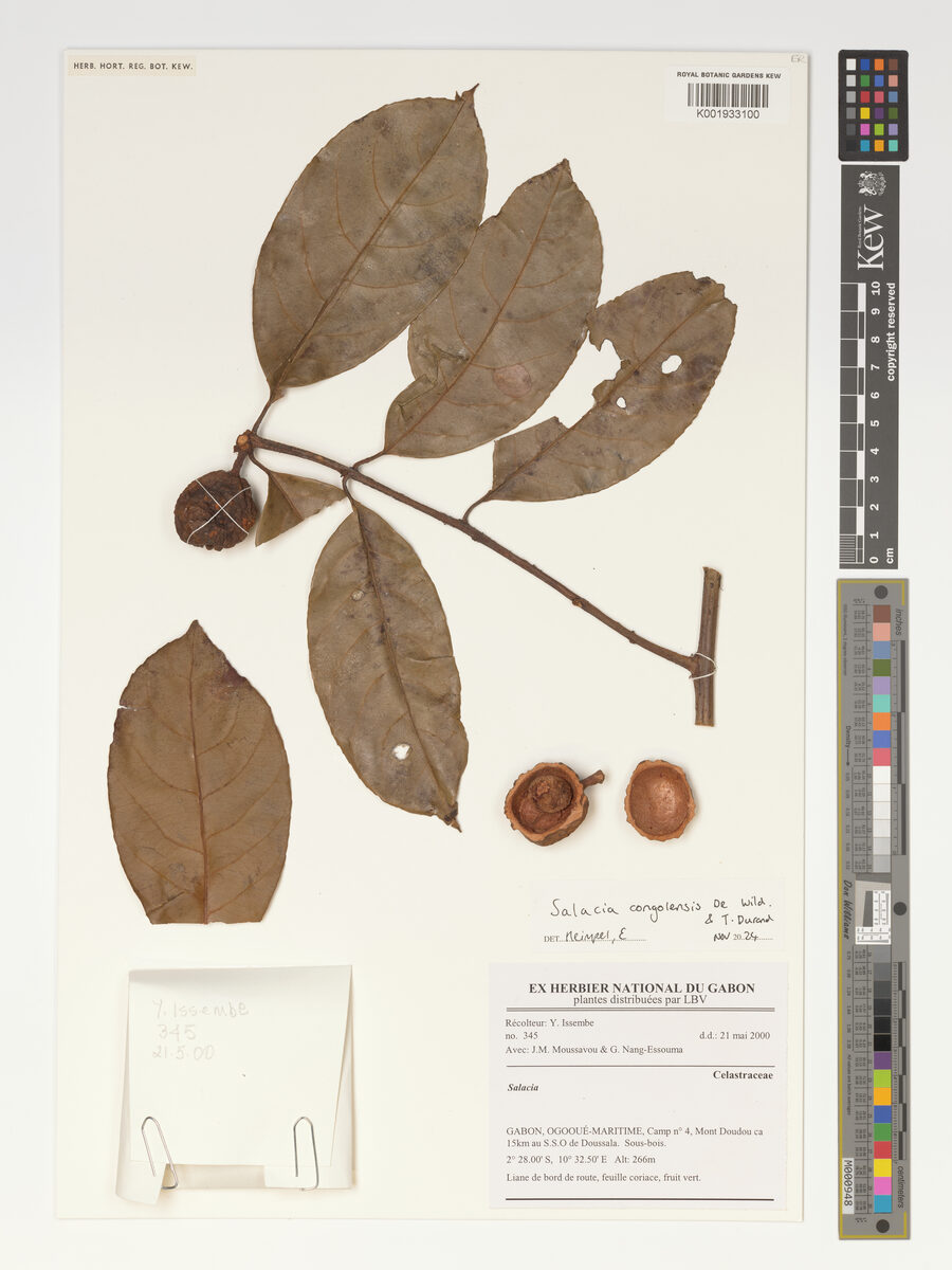 Salacia congolensis — photo